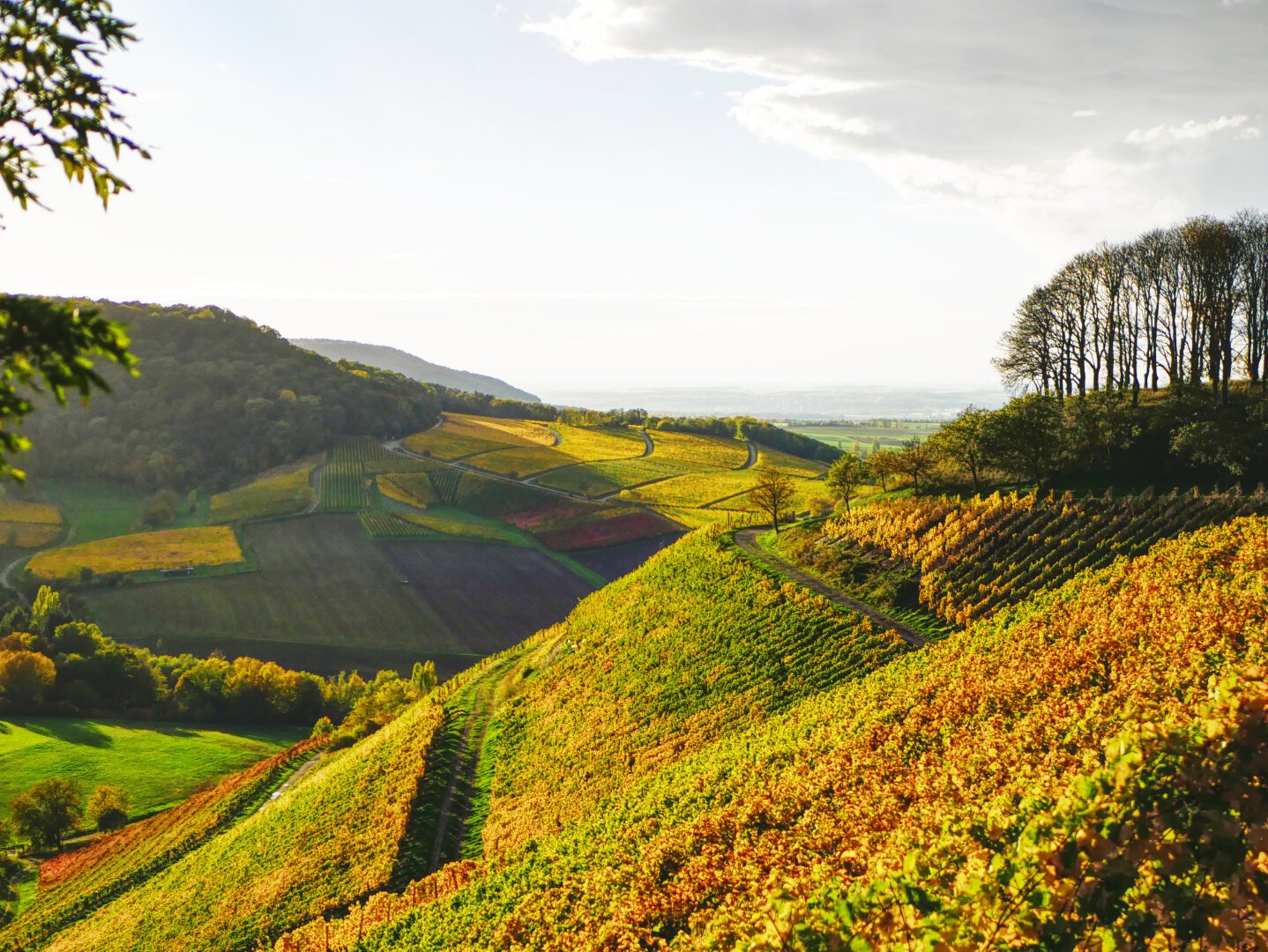 Vineyards in autumn near Castell, Germany