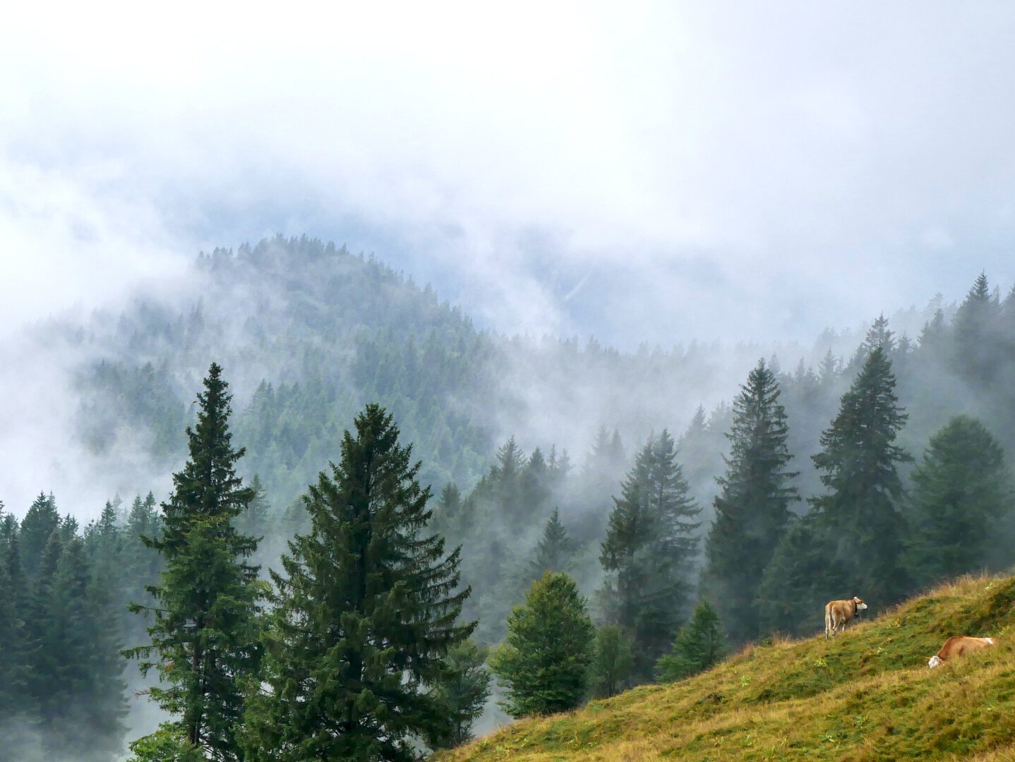 Two cows grazing on the Jochberg mountain, in southern Germany